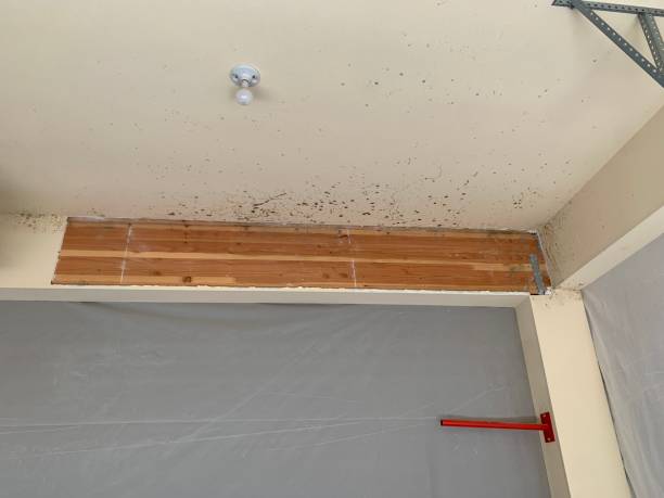 Mold Removal for HVAC Installations in Beulah, ND